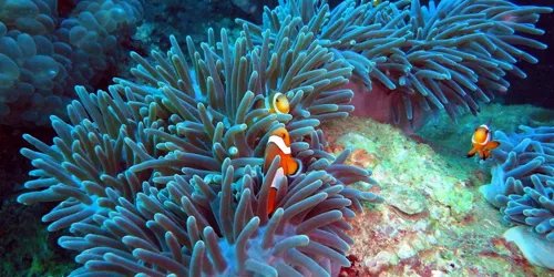 Sea Bed Clown Fish