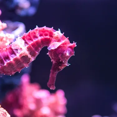 Pink Seahorse at SEA LIFE