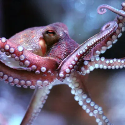 Common Octopus at SEA LIFE