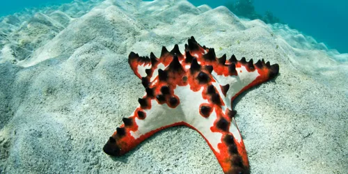 Star fish at SEA LIFE