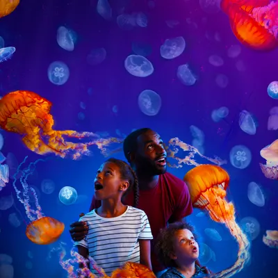 Ocean invaders