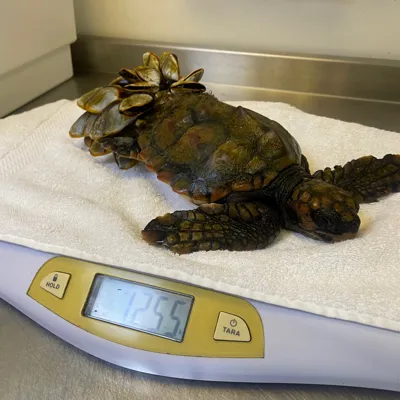 BARNACLE BILL RESCUE STILL 2