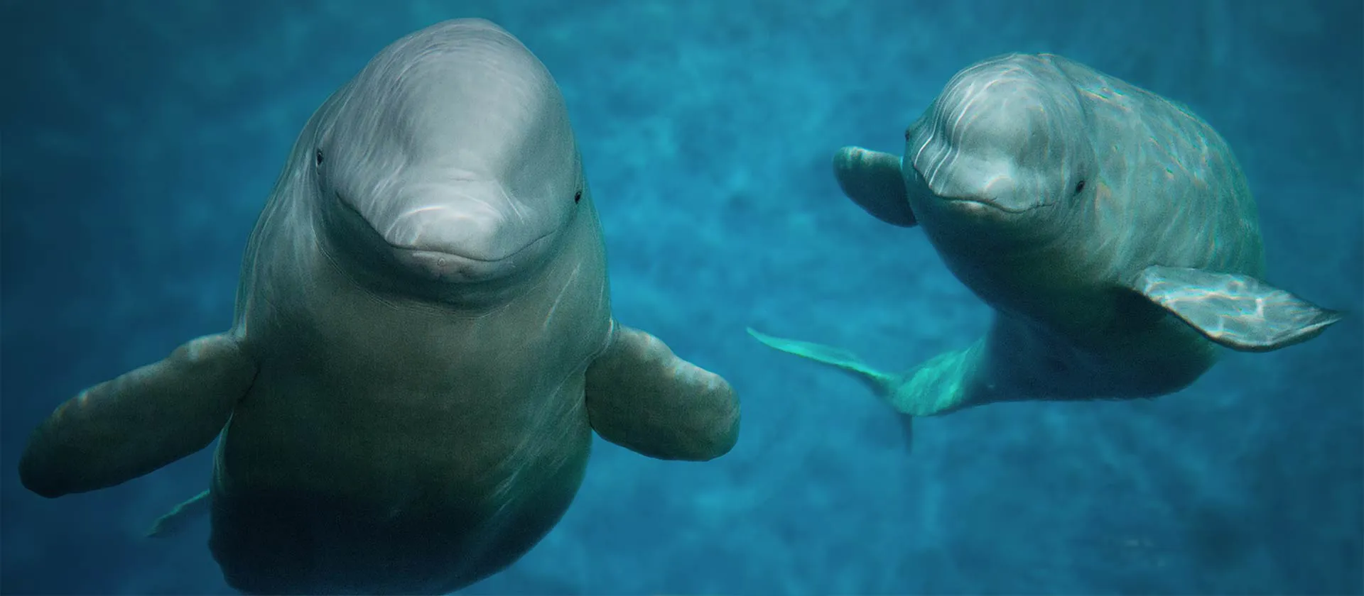Belugas Topbanner 1920X840