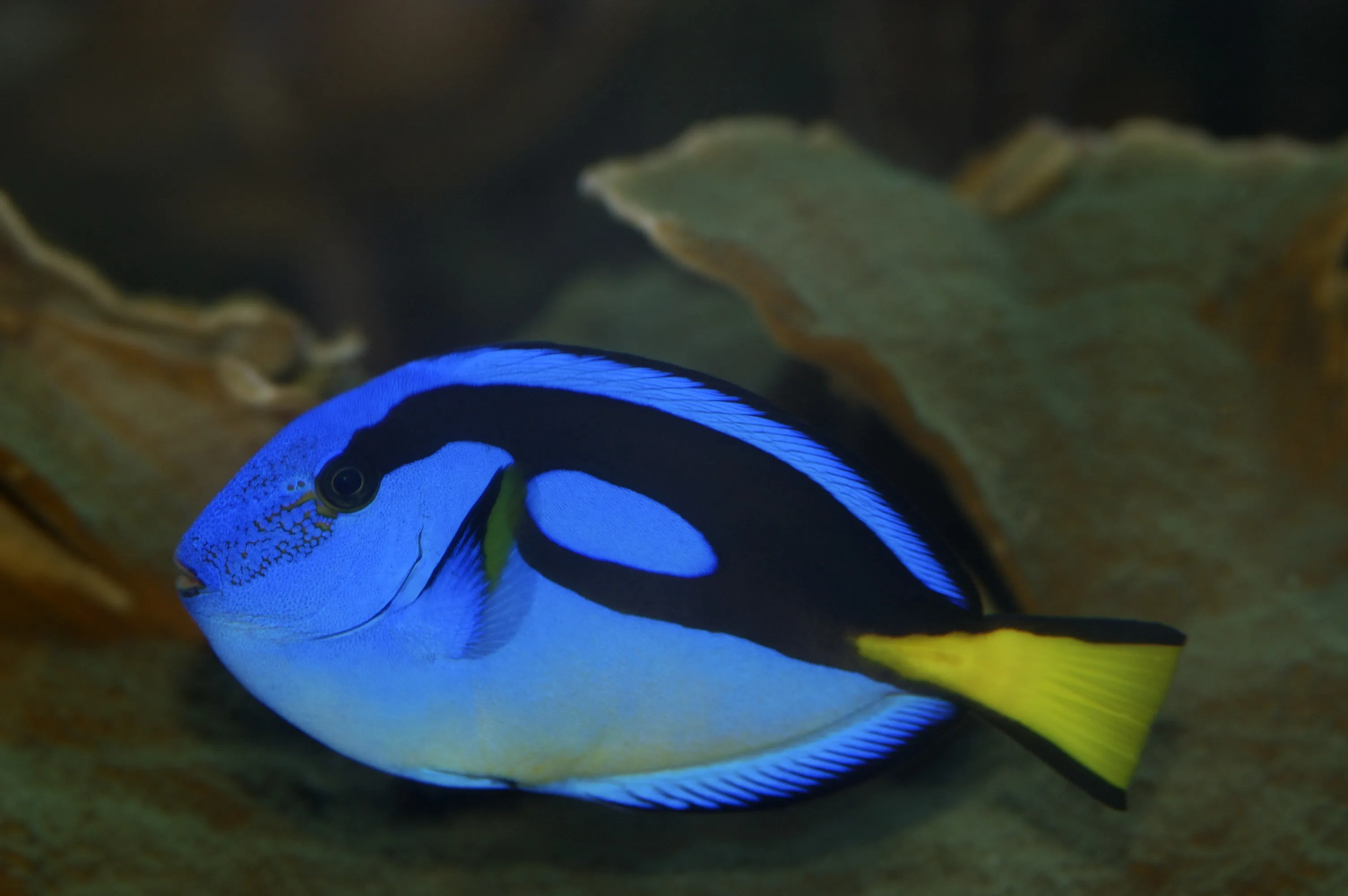 Tangs Dory