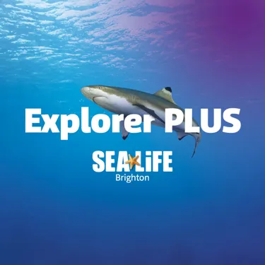Prebook Explorer Pluss Brighton