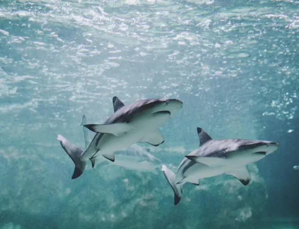 Pair of black tip sharks at SEA LIFE Brighton