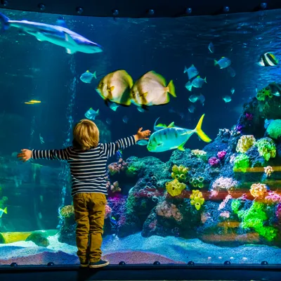 Child In Front Of Aquarium