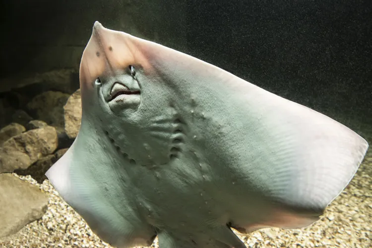 Ray Hatching